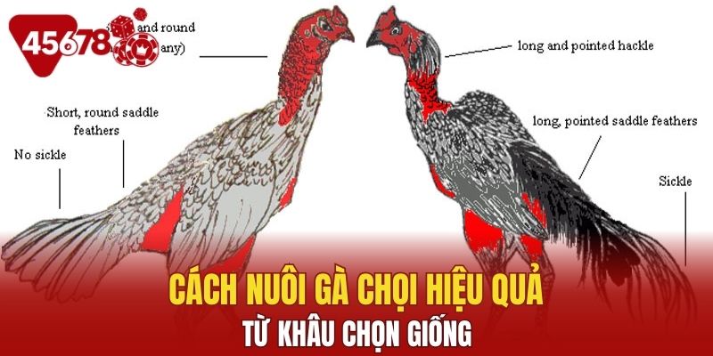 Cách nuôi gà chọi hiệu quả từ khâu chọn giống