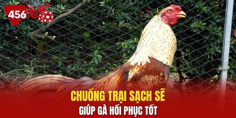 Chuồng trại sạch sẽ giúp gà hồi phục tốt