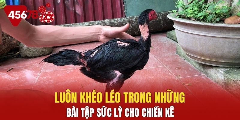 Luôn khéo léo trong những bài tập sức lỳ cho chiến kê
